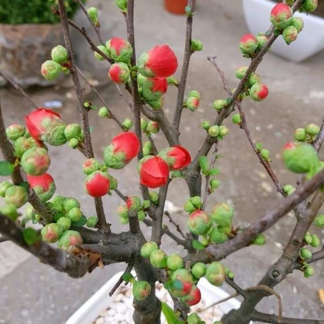 Combo 1 cát tường và 1 mai đỏ