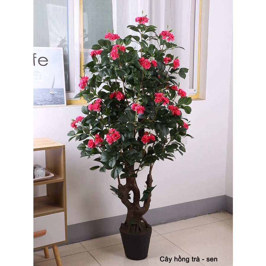 CÂY GIẢ 🌺 CÂY HỒNG TRÀ CAO 1,5M