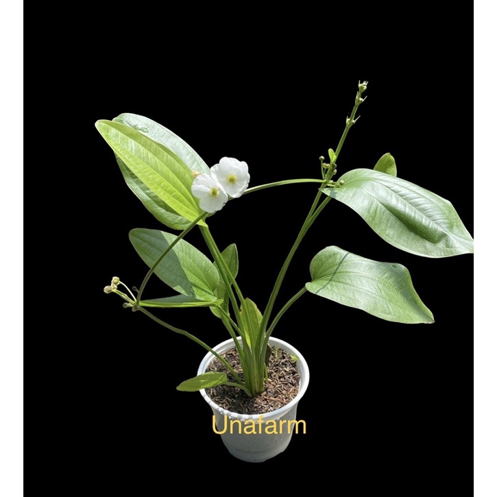 Cây Bách Thuỷ Tiên
