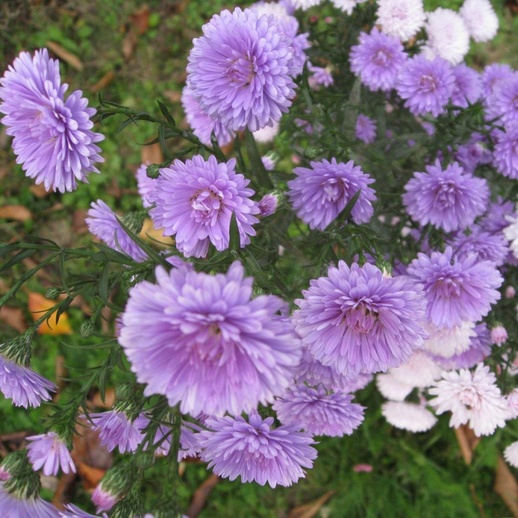 hạt Hạt giống hoa cúc magic- cúc đà lạt- cúc thúy