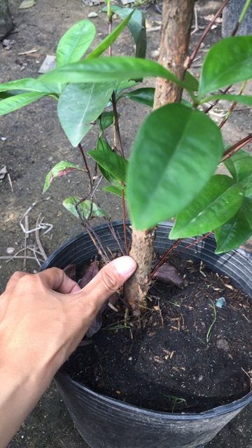 Cây cherry brazil cao m6