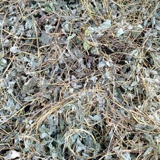 Lá Sâm Dây thanh nhiệt/ Nguồn gốc Ngọc Linh/ phơi khô hoàn toàn tự nhiên