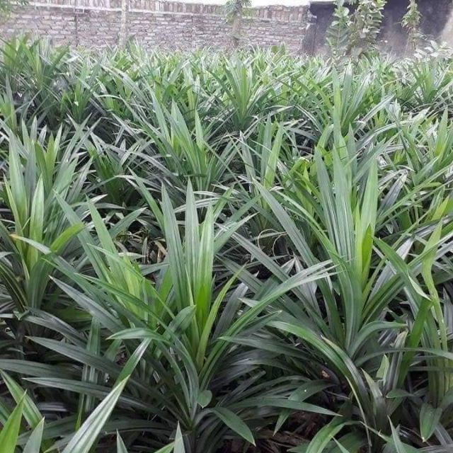 Cây cơm nếp