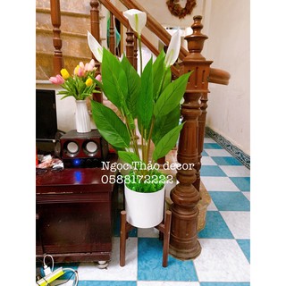 Cây lan ý giả