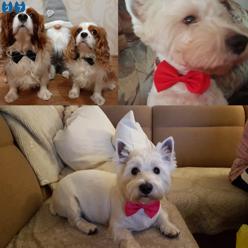 Vòng cổ thắt nơ có thể điều chỉnh dành cho thú cưng