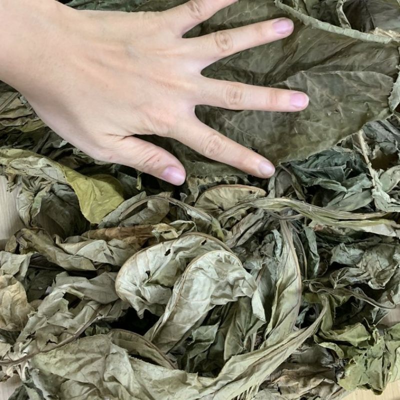 Lá Khôi Tía, Khôi Nhung rừng, chuẩn mới thơm sạch