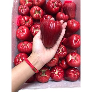 ROI ĐỎ THÁI KHÔNG HẠT