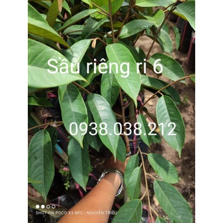 CÂY SẦU RIÊNG RI 6 CƠM VÀNG HẠT LÉP