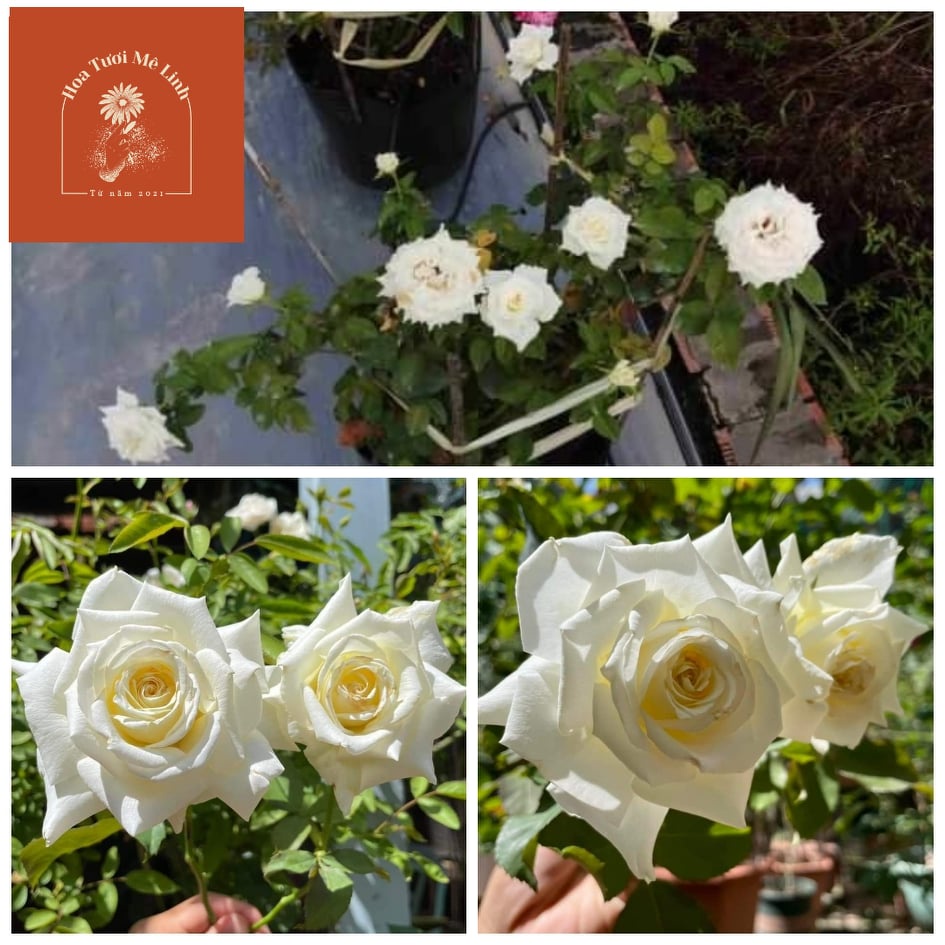 Hoa hồng ngoại John PAUL 2 trắng Tuyệt phẩm nhân gian -HoaTuoiMeLinh