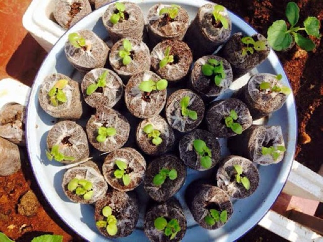 50 Viên Nén Ươm Hạt Kích Mầm bằng Xơ Dừa (Nở 6cm)