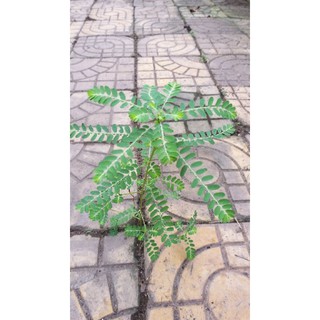 cây chó đẻ phơi khô 1kg