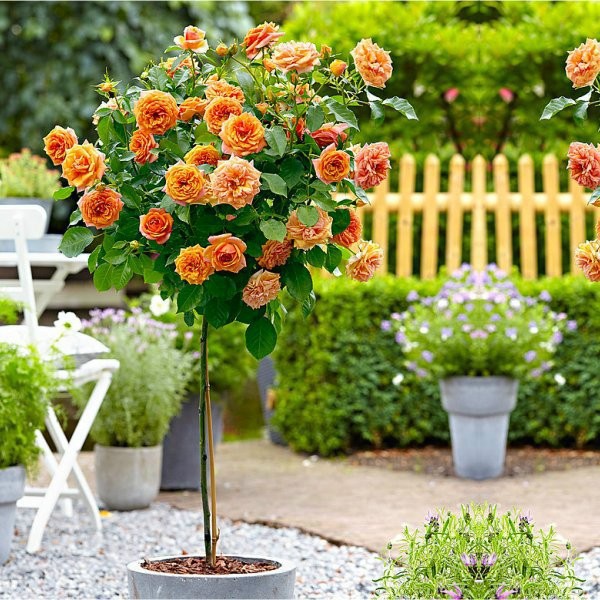 Hạt giống hoa hồng thân gỗ Tree Rose nhiều màu 20 hạt_ tặng kèm 3 viên  nén ươm hạt