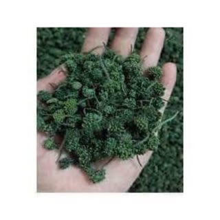 Chuyên sỉ 1kg hoa tam thất khô loại 1