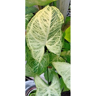 Rối Tay Singonium