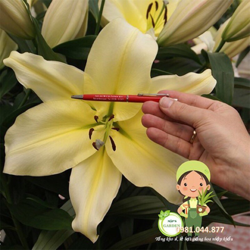 10 củ ly thơm màu vàng size to chuẩn tết