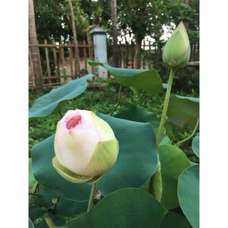 5 Củ Sen Giống (Hoa sen)