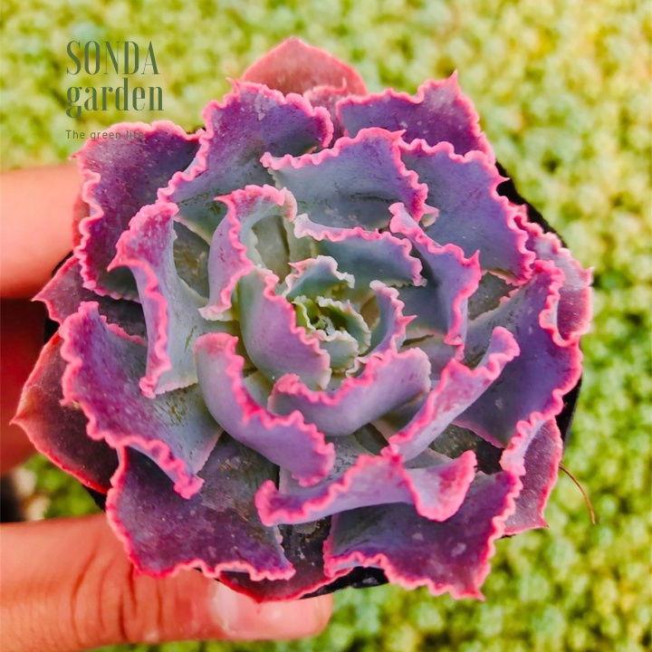 Sen đá bắp cải aurora purple SONDA GARDEN size bé 5-8cm, xuất xứ Đà Lạt, khoẻ đẹp, lỗi 1 đổi 1