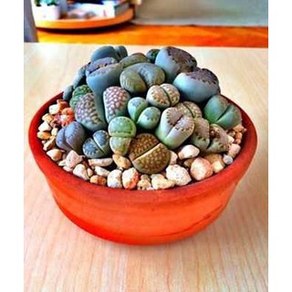[GIÁ GỐC] HẠT GIỐNG HOA THẠCH LAN - 5 hạt