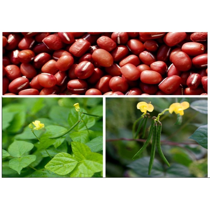 1kg Đậu đỏ thơm ngon bổ dưỡng | BigBuy360 - bigbuy360.vn