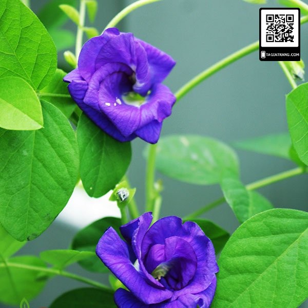 Hạt giống hoa đậu biếc kép