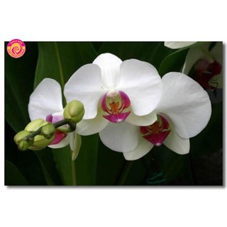 hoa lan hồ điệp đang nụ .