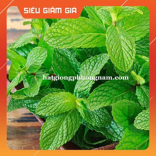 HẠT GIỐNG RAU BẠC HÀ [Giá Hủy Diệt]