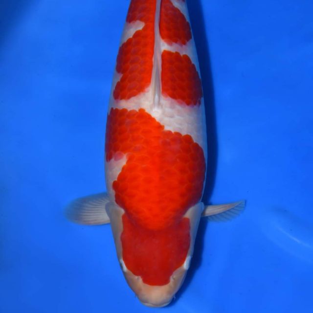 Thiết Bị Cá Koi