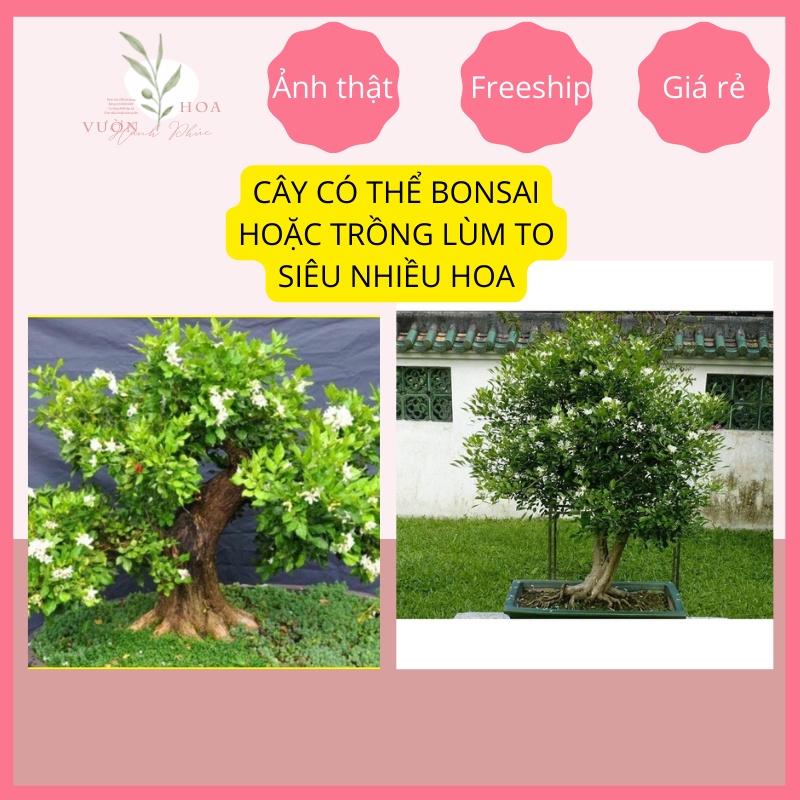 Cây nguyệt quế thơm cao 35cm sẵn nụ, sẵn hoa, nở quanh năm, ảnh thật, lỗi 1 đổi 1