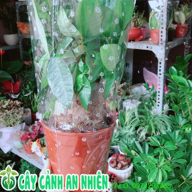 Kim Ngân 1 Thân Lớn