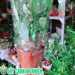 Kim ngân 1 thân lớn