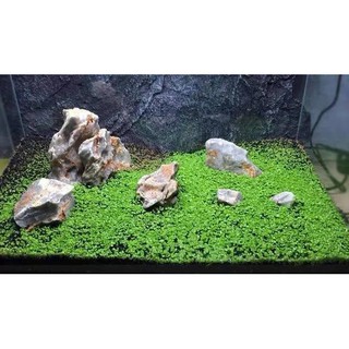 Trân châu lá nhỏ hạt giống thủy sinh (gói lớn)