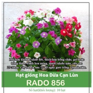 Hạt Giống Dừa Cạn Lùn Mix 856 (10 hạt)
