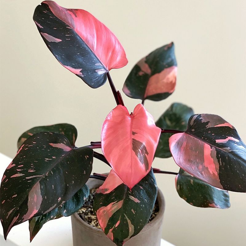 Công chúa hồng (philodendron pink princess)- gen đẹp