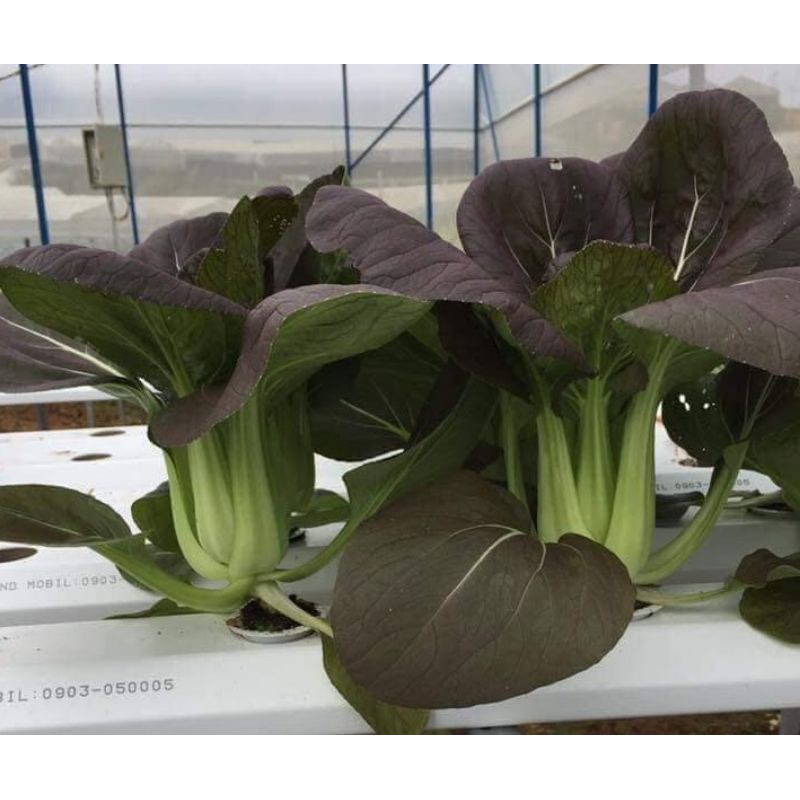 Gói 10 gram cải thìa tím - pak choi - cải chíp đỏ - cải chíp tím