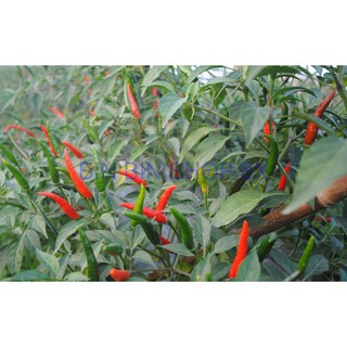 HẠT GIỐNG ỚT CHỈ THIÊN (30 hạt)