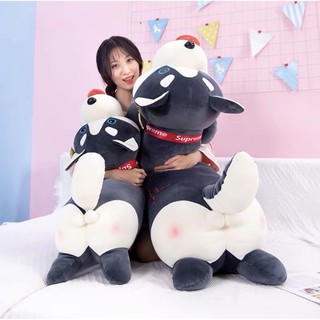 Chó Rangdoll Bông,Chó Husky Ôm Dài