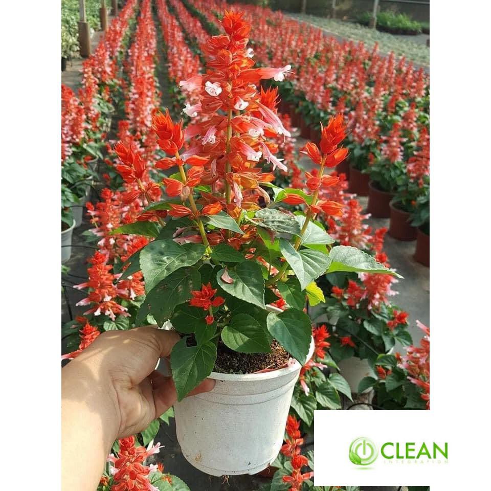 ⚡️HẠT GIỐNG HOA XÁC PHÁO ĐỎ ĐÀ LẠT⚡️ TỈ LỆ NẢY NẦM TRÊN 90% GÓI 50 HẠT