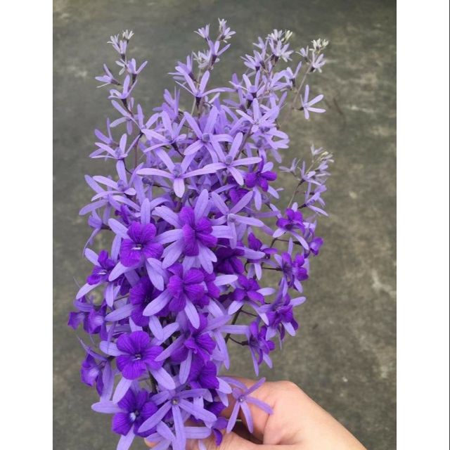 Mai xanh Thái siêu hoa