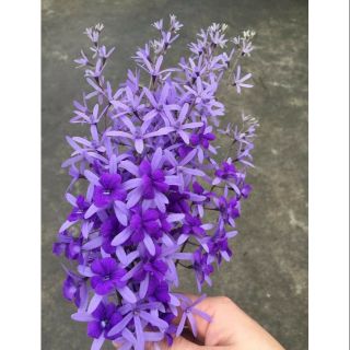 Cây 🌲 Mai xanh Thái siêu hoa (leo rũ)