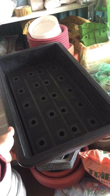 Máng trồng rau đen