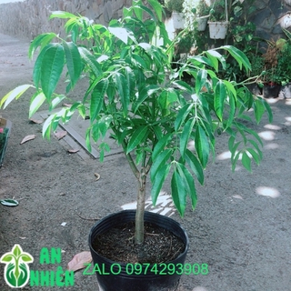 Cây Cóc Cho Sai Trái