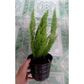 Cây đuôi chồn - Cây cảnh để bàn