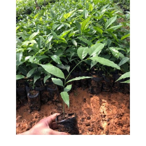 Cây rau ngót rừng