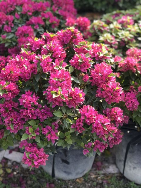 Phân bón NPK Minro 15-5-20 ra hoa ra trái nuôi hoa nuôi trái 200gr