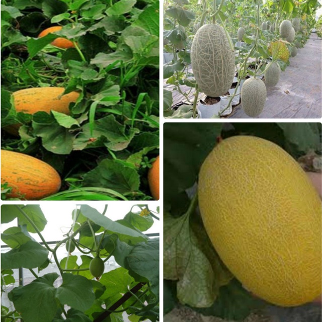 Hạt giống dưa lưới vàng