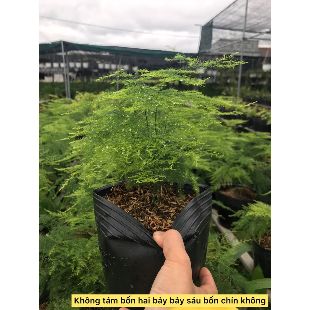 Cây thủy tùng- cây công trình- cây phong thủy- cây sân vườn- caykiengsadec