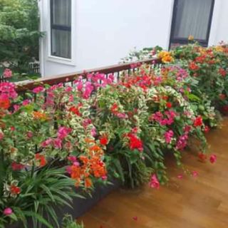 Cây 🌲 Giấy Cảm thạch cam ( siêu hoa)