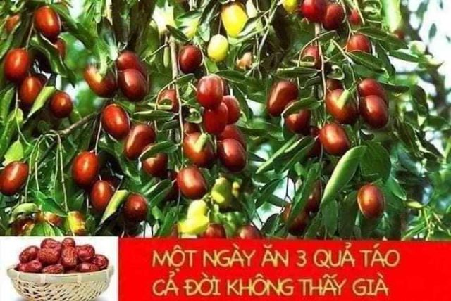 (Sẵn) 500G TÁO ĐỎ SIZE ĐẠI KHÔ TỰ NHIÊN TRÊN CÂY