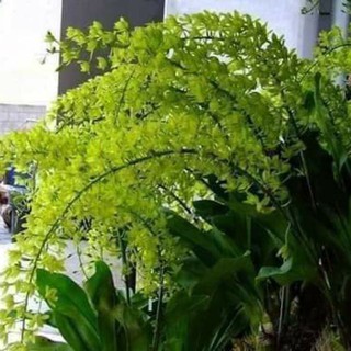 Hoa phong lan vũ nữ hoàng hậu xanh