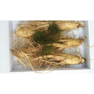Nhân Sâm Tươi Xách Tay 5 củ/kg